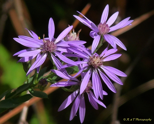 {Symphyotrichum concolor}